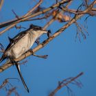 Der Nördliche Raubwürger (Lanius excubitor)