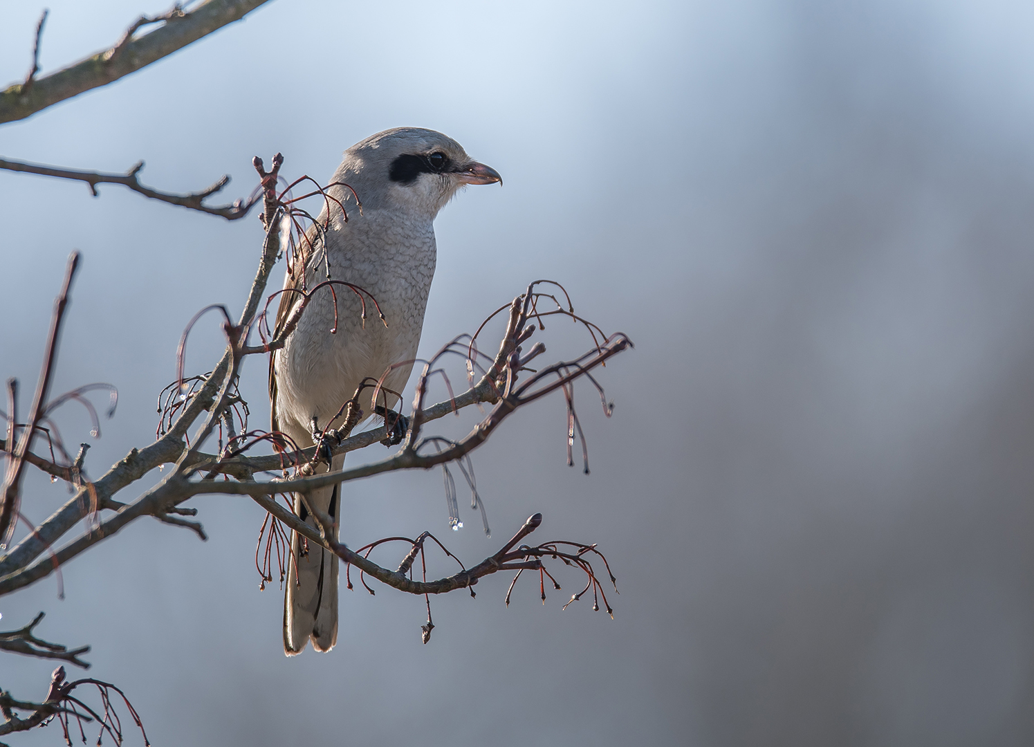 Der Nördliche Raubwürger (Lanius excubitor)