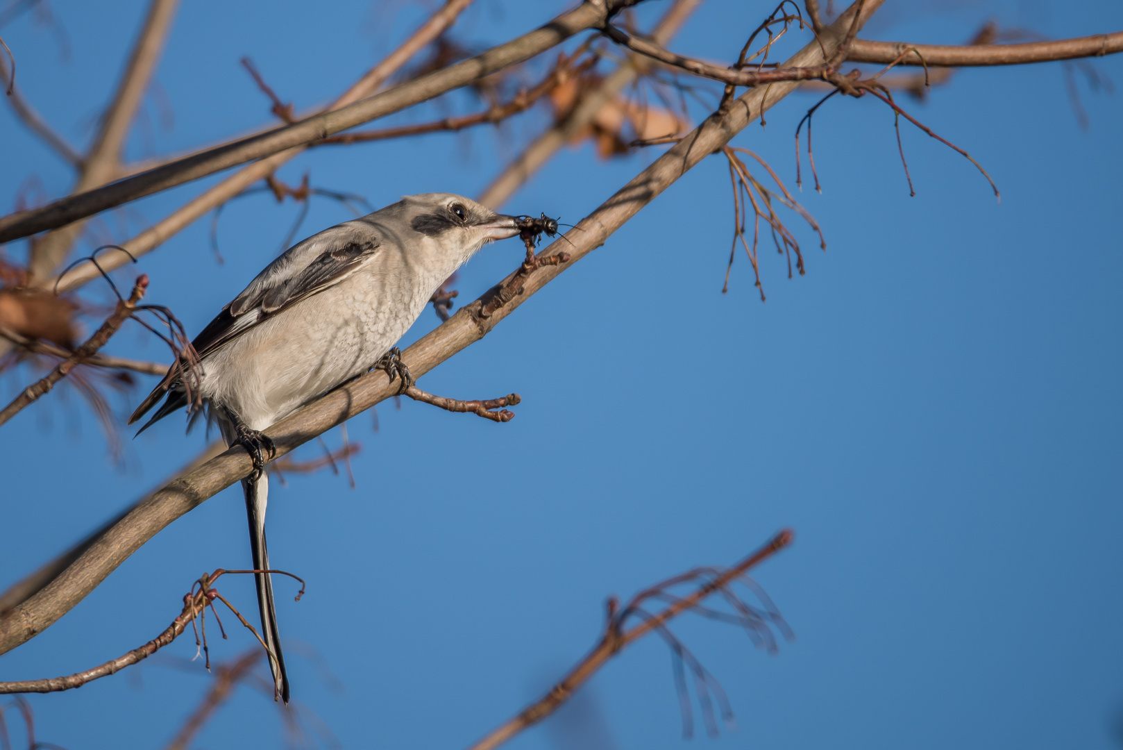 Der Nördliche Raubwürger (Lanius excubitor)