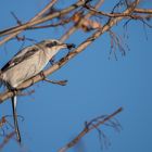 Der Nördliche Raubwürger (Lanius excubitor)