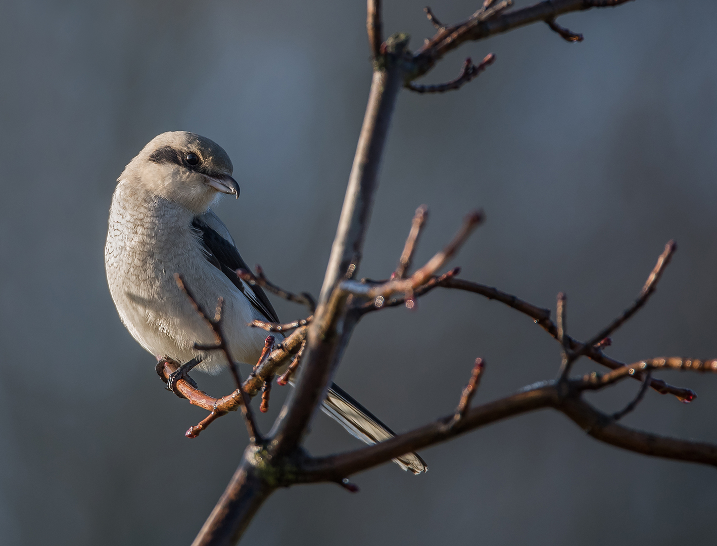 Der Nördliche Raubwürger (Lanius excubitor)