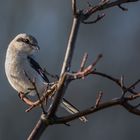 Der Nördliche Raubwürger (Lanius excubitor)