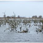 Der Nonnensee - Hört ihr die Stimmen an Pfingsten?