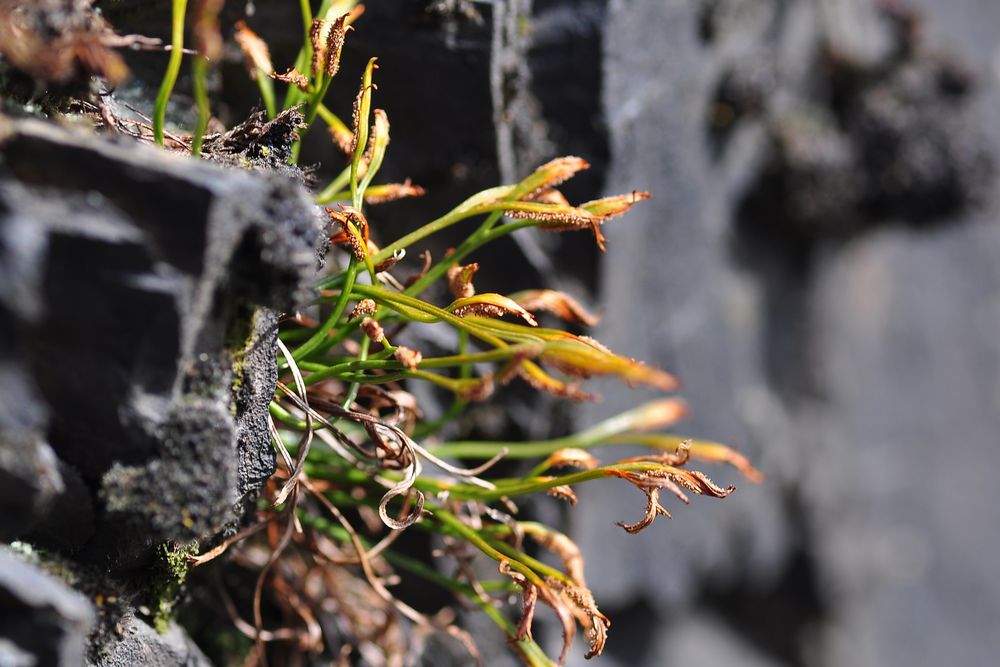 Der Nordische Streifenfarn(Asplenium septentrionale)