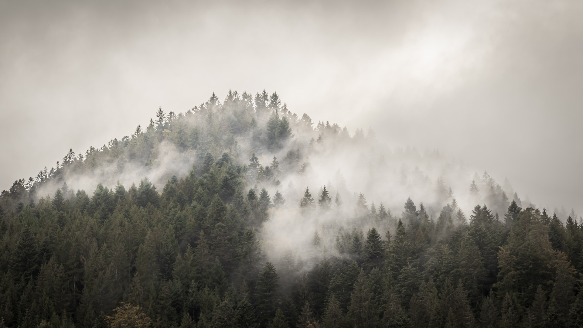 Der Nordschwarzwald