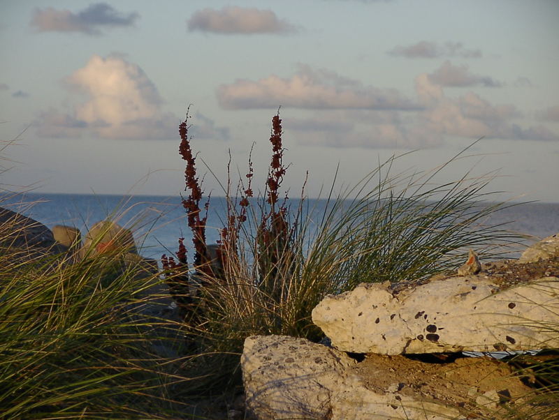 Der Nordsee trotzend