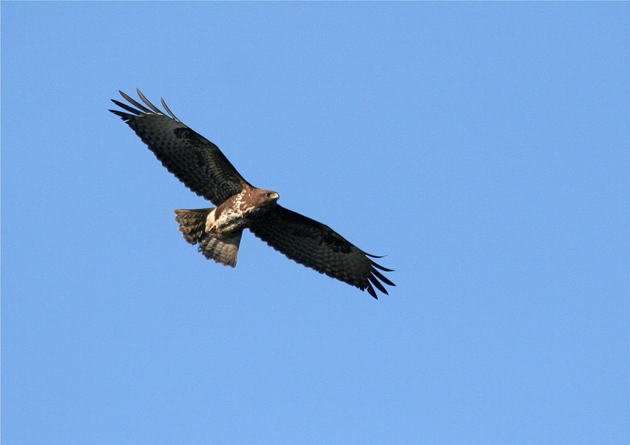 Der (normale) dunkle Mäusebussard