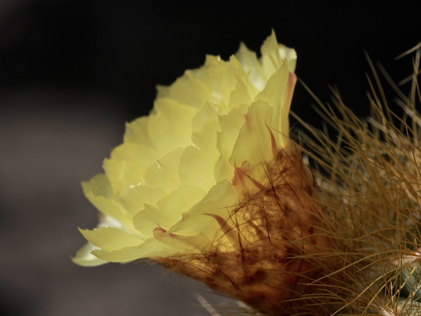 Der Notocactus (= die Parodia, wie der Kaktus jetzt heißt) blüht zum zweiten Mal dieses Jahr