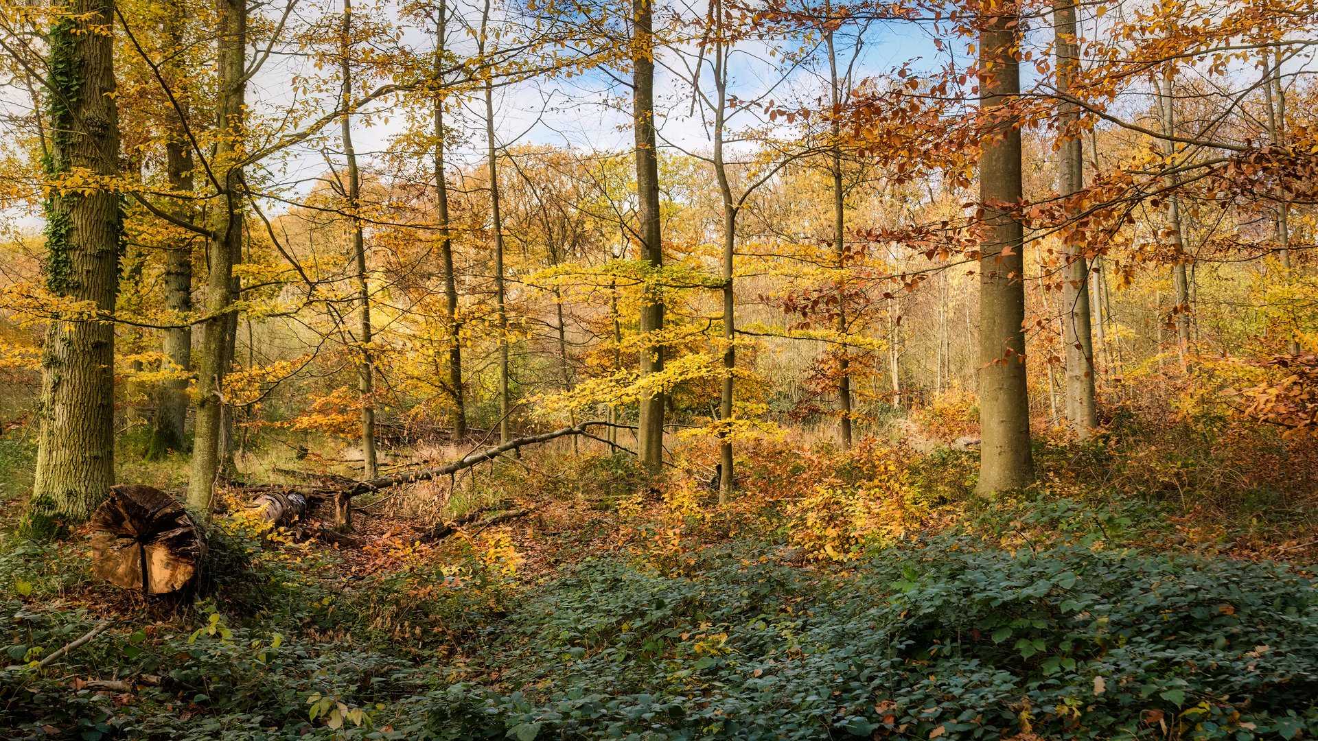 Der November in Farbe