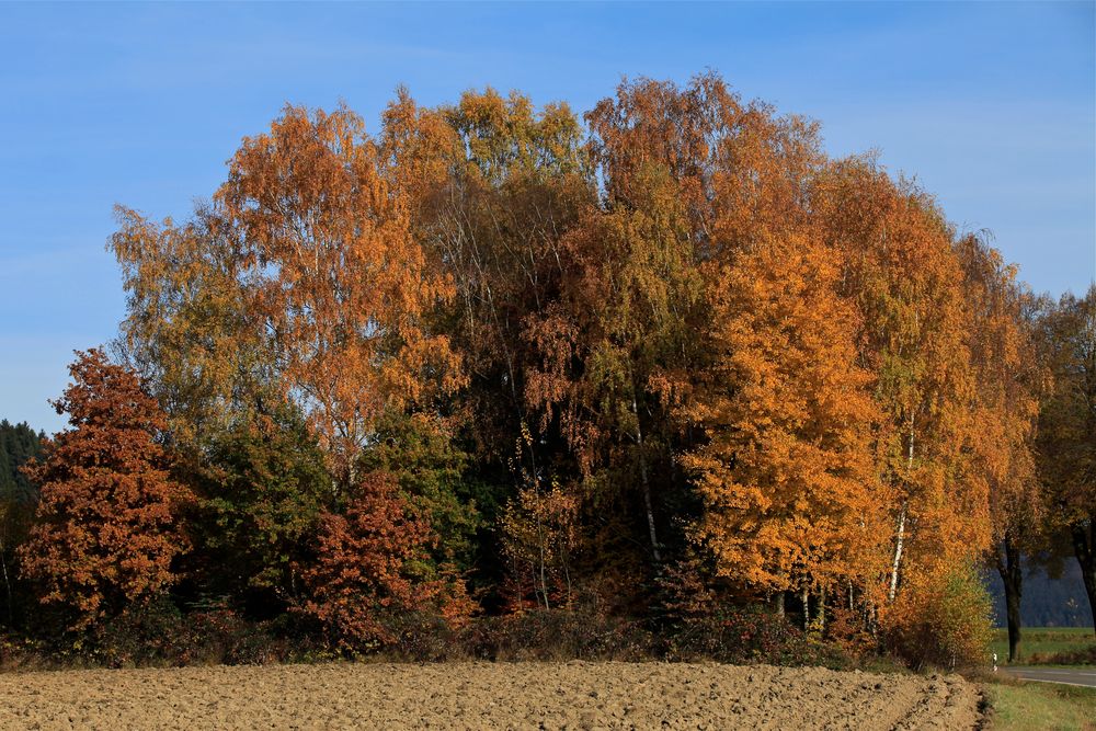 der november in niederbayern - einfach nur schön ...