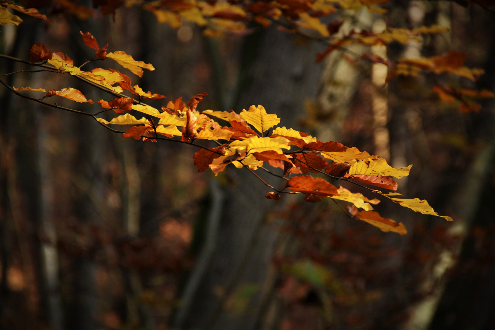 Der November ist nicht immer grau in grau