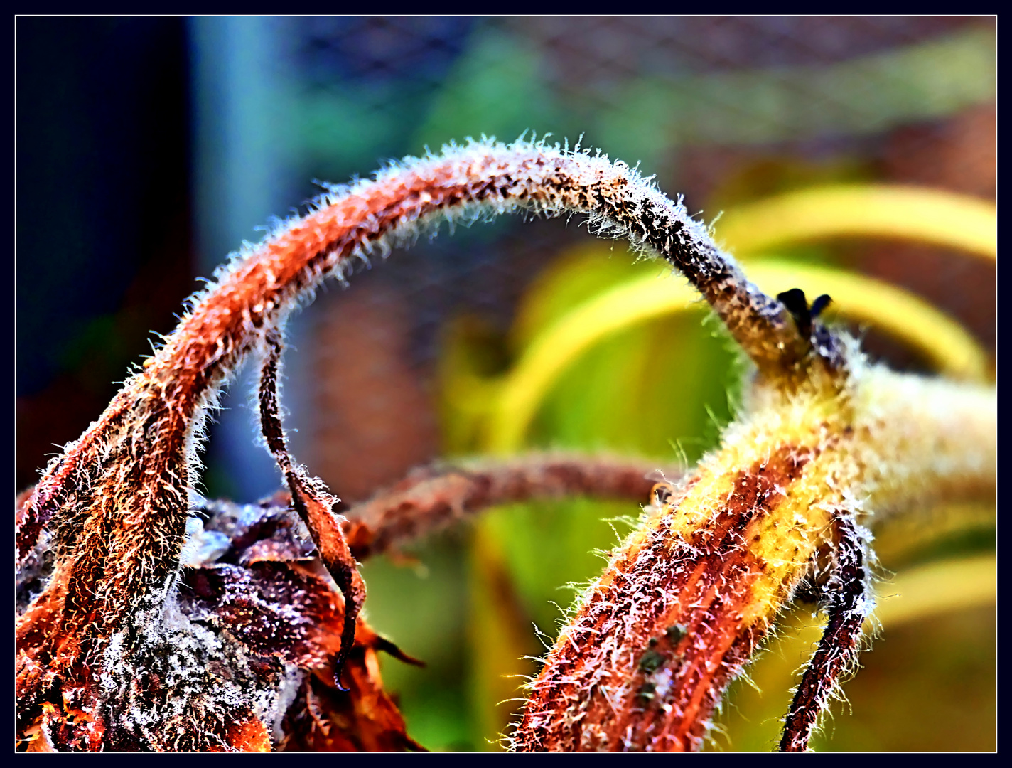 Der November spannt den Bogen zum Winter