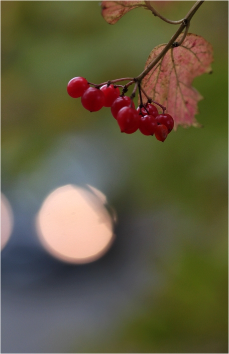 der novemberblues kann mich mal :zwei