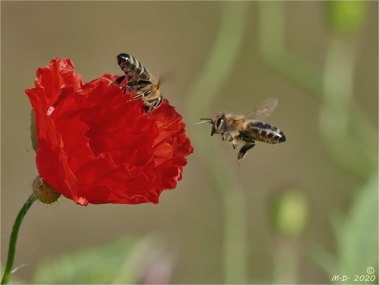 Der Novembermohn ...