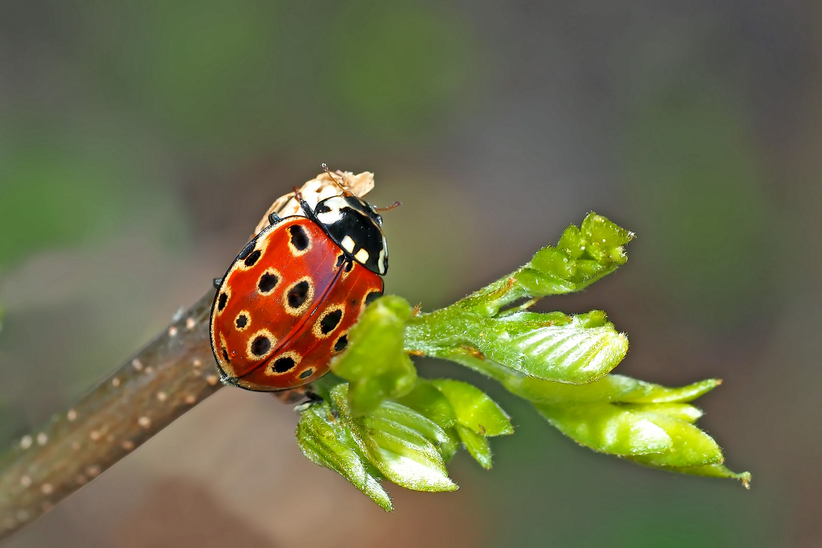 Der nützliche Augen-Marienkäfer (Anatis ocellata) - La Coccinelle à ocelles est très utile!
