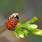 Der nützliche Augen-Marienkäfer (Anatis ocellata) - La Coccinelle à ocelles est très utile!