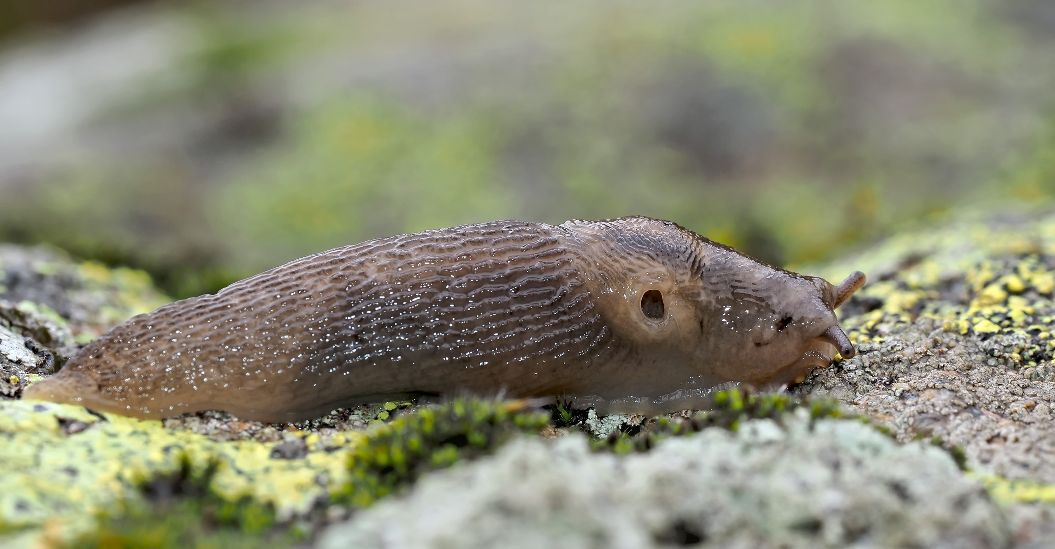 Der nützliche Baumschnegel (Lehmannia marginata) 1. Foto - Limace des bois utile!