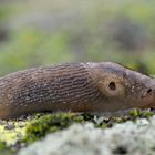 Der nützliche Baumschnegel (Lehmannia marginata) 1. Foto - Limace des bois utile!