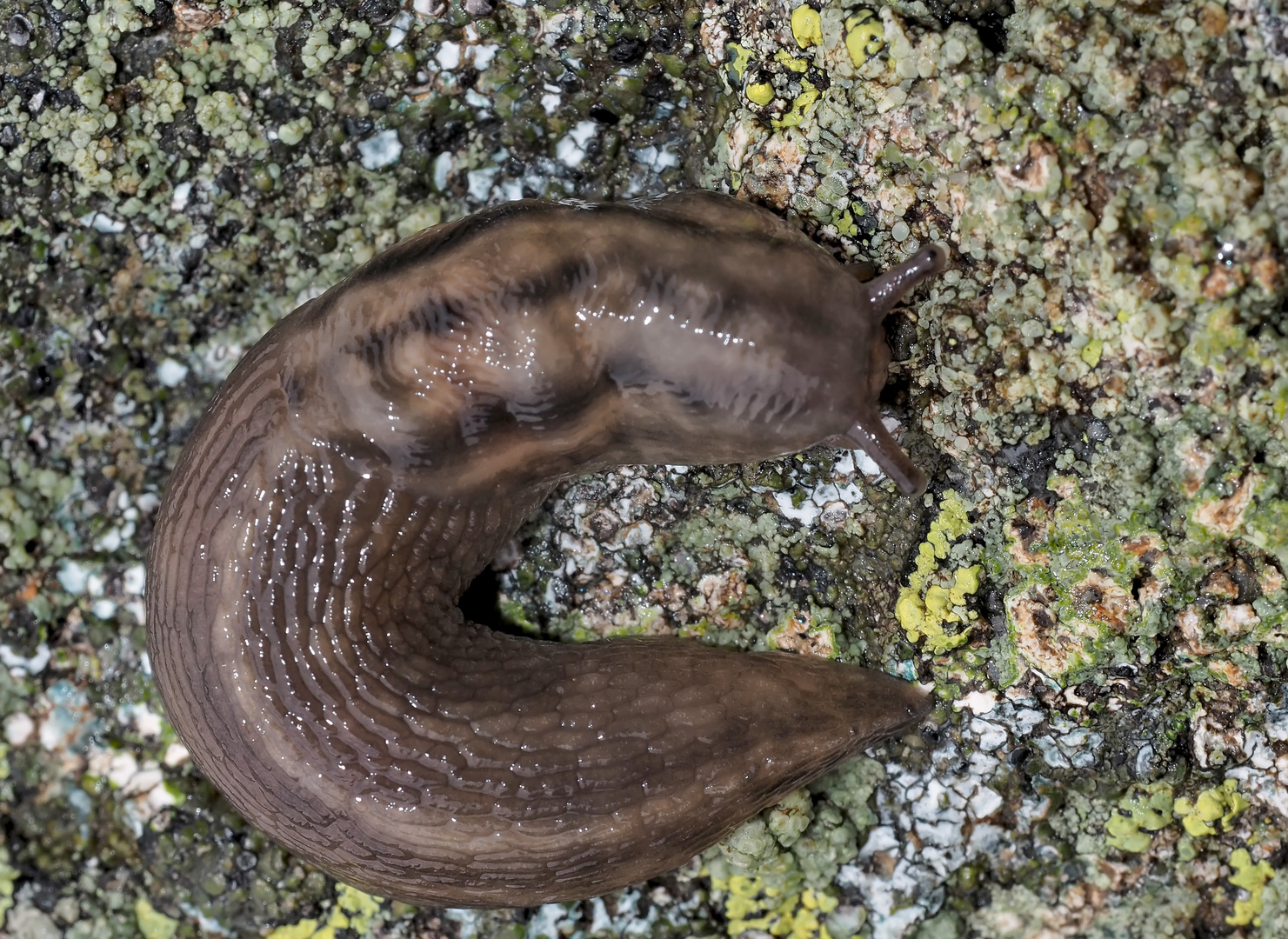 Der nützliche Baumschnegel (Lehmannia marginata) 2. Foto - Limace des bois utile!