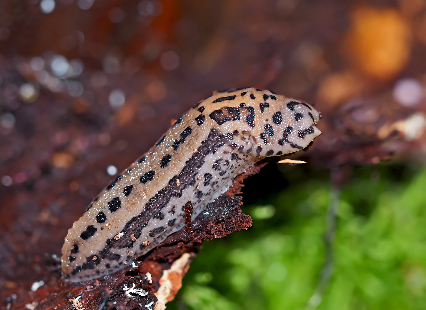 Der nützliche Tigerschnegel (Limax maximus) - La Limace léopard est très utile!