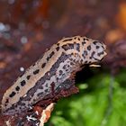 Der nützliche Tigerschnegel (Limax maximus) - La Limace léopard est très utile!