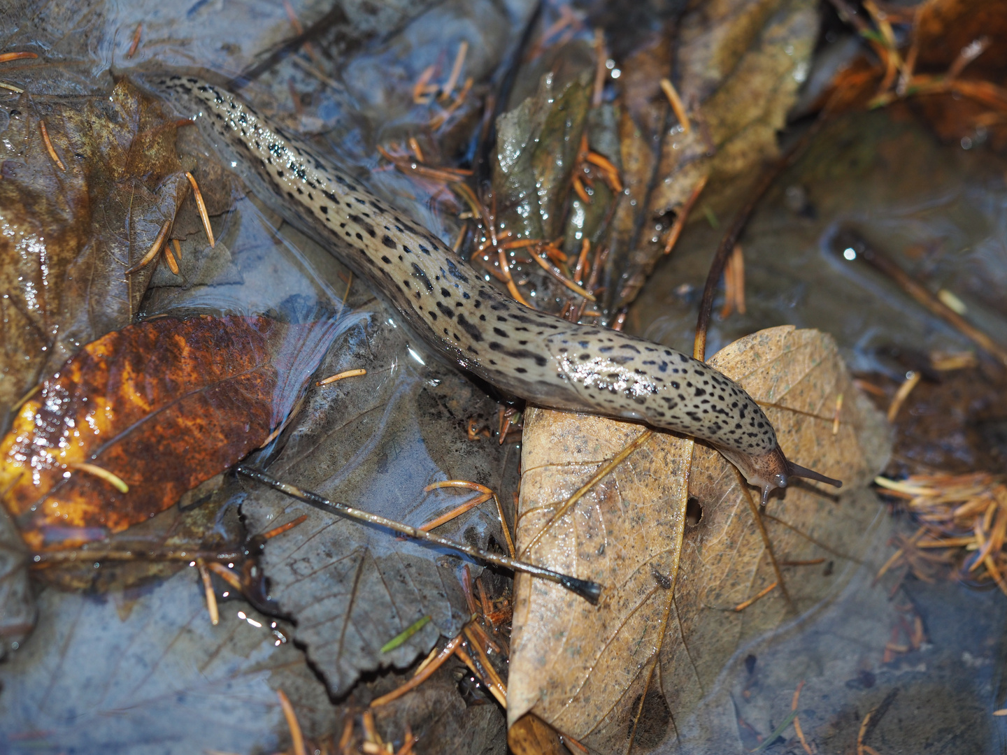 Der nützliche Tigerschnegel (Limax maximus). - Limace léopard (Limax maximus).