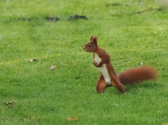 Der "Nuff-Beauftragte"