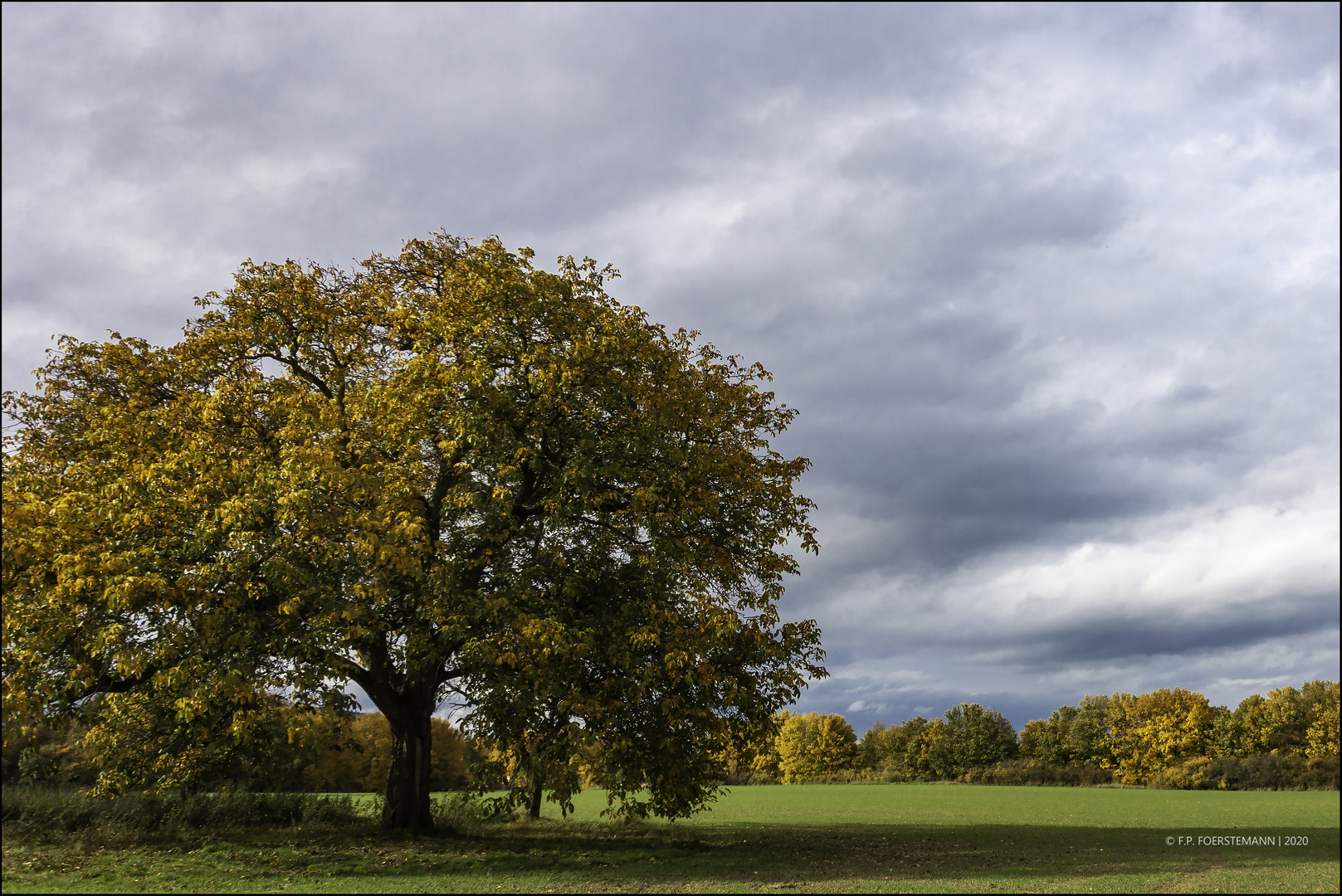 Der Nussbaum