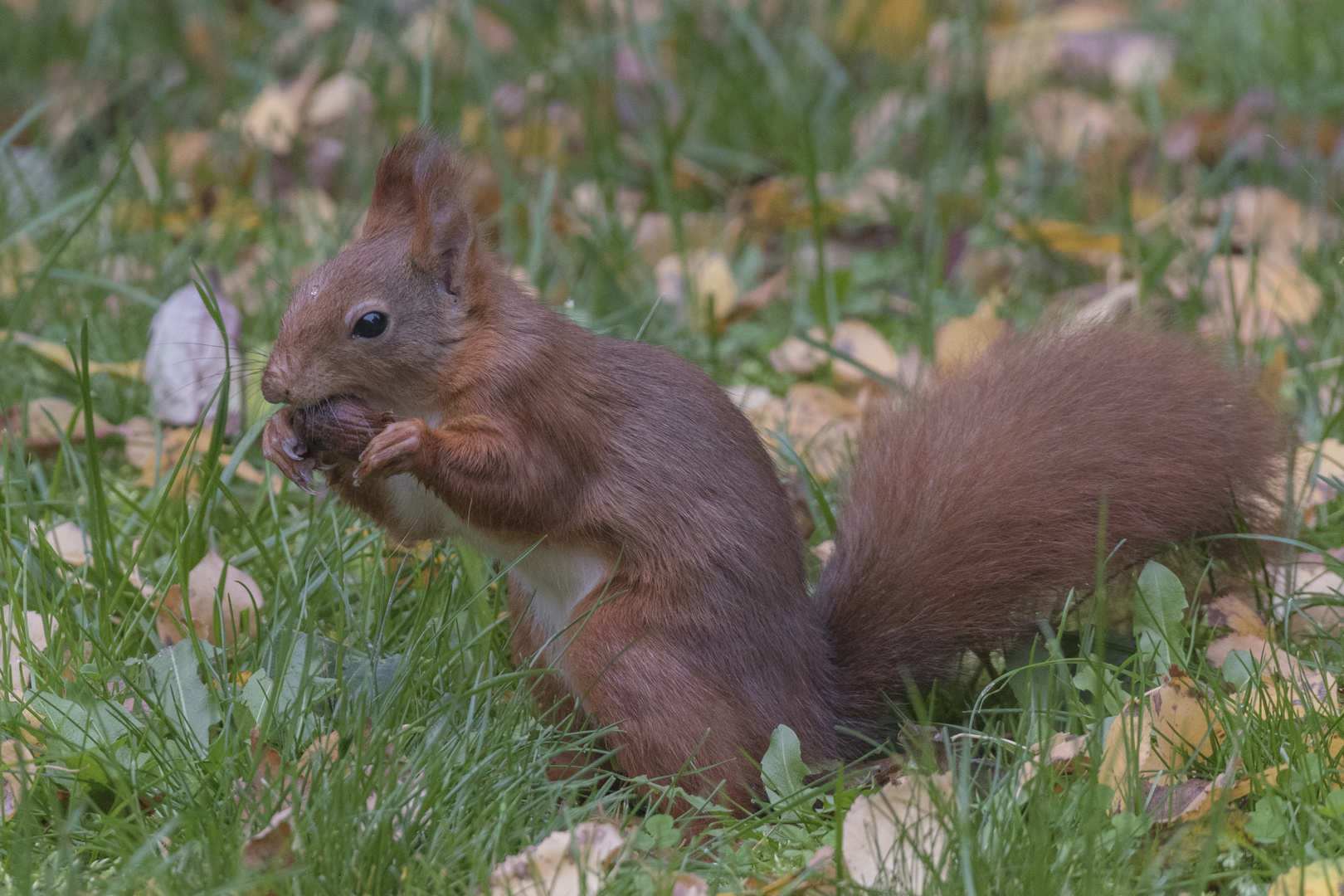 der Nussknacker