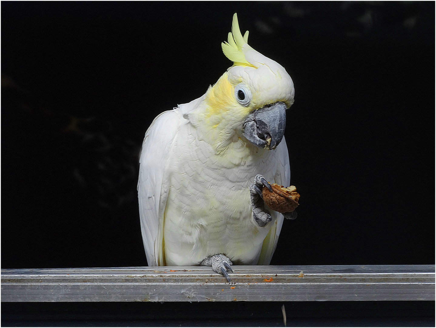 Der Nussknacker (Gelbwangenkakadu im Zoo Neuwied)