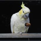 Der Nussknacker (Gelbwangenkakadu im Zoo Neuwied)