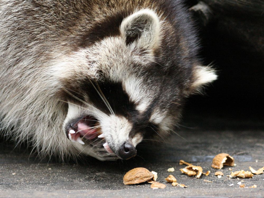 Der Nussknacker...ein Waschbär bei der Arbeit