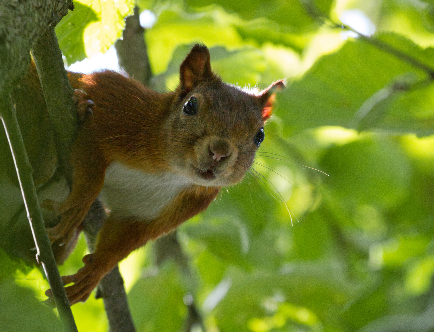 Der Nusswächter