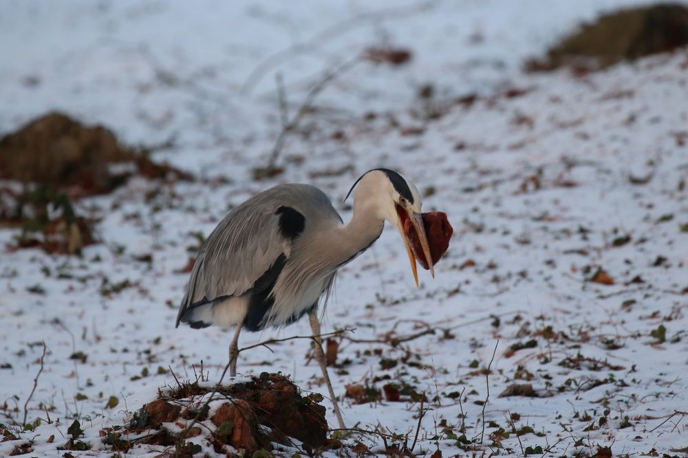 Der Nutzniesser - leichte Beute - Fuchs dir wird das Fleisch gestohlen...