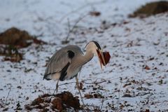 Der Nutzniesser - leichte Beute - Fuchs dir wird das Fleisch gestohlen...