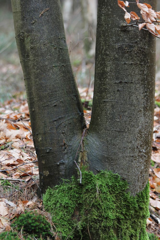 der Oberkörper steckt anscheinend im Waldboden....