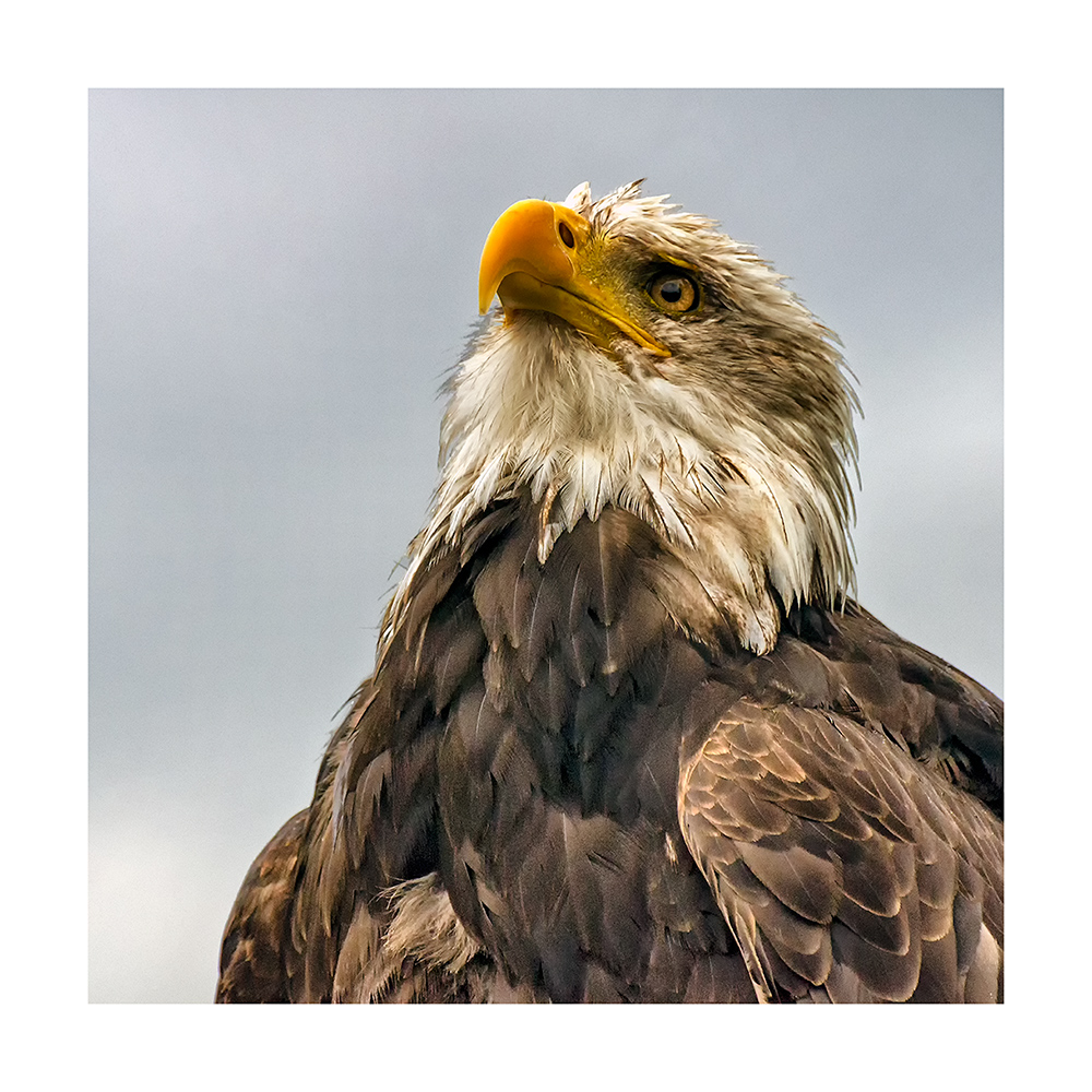 Der obligatorische Photokina Weisskopfseeadler