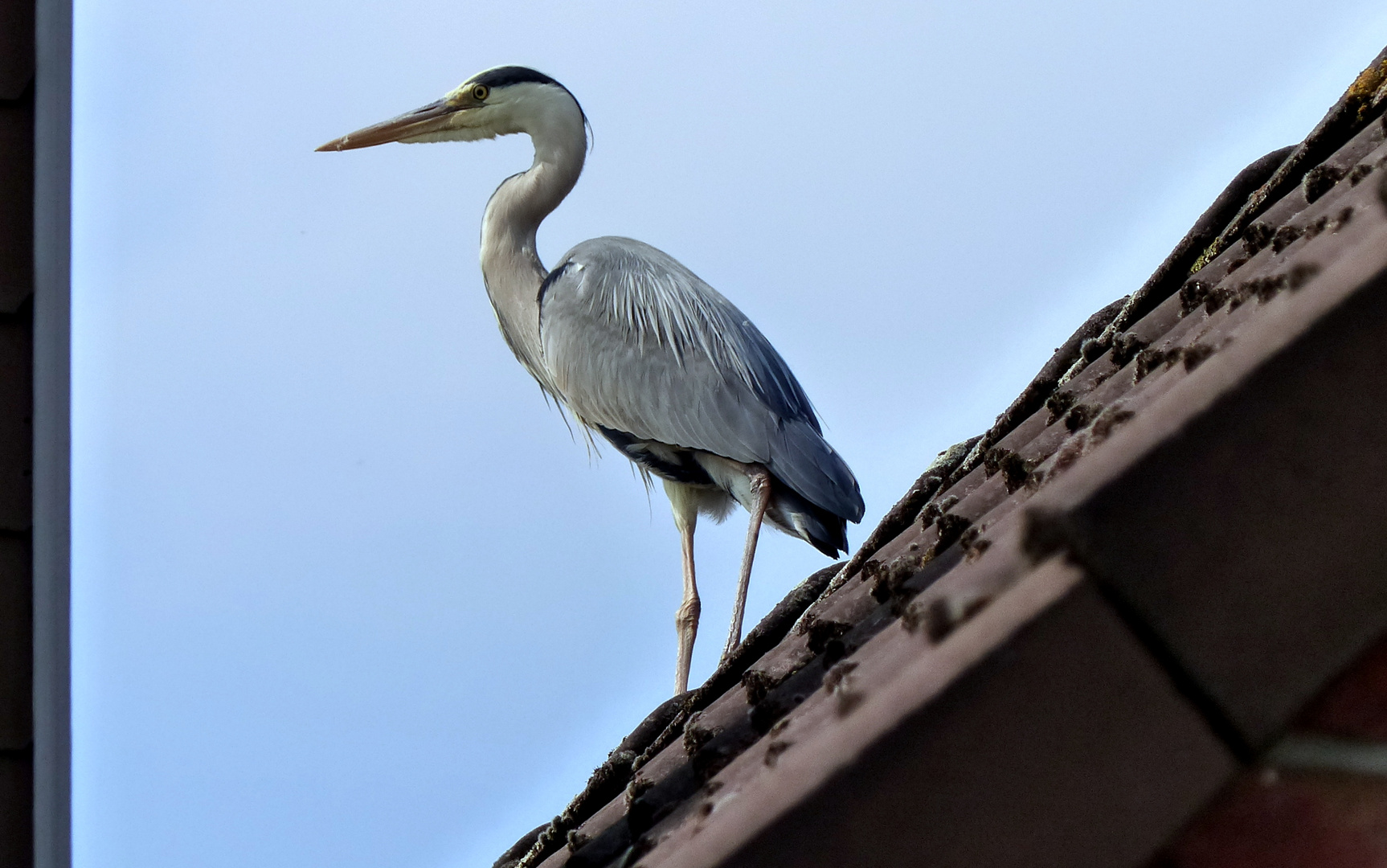 Der Observer