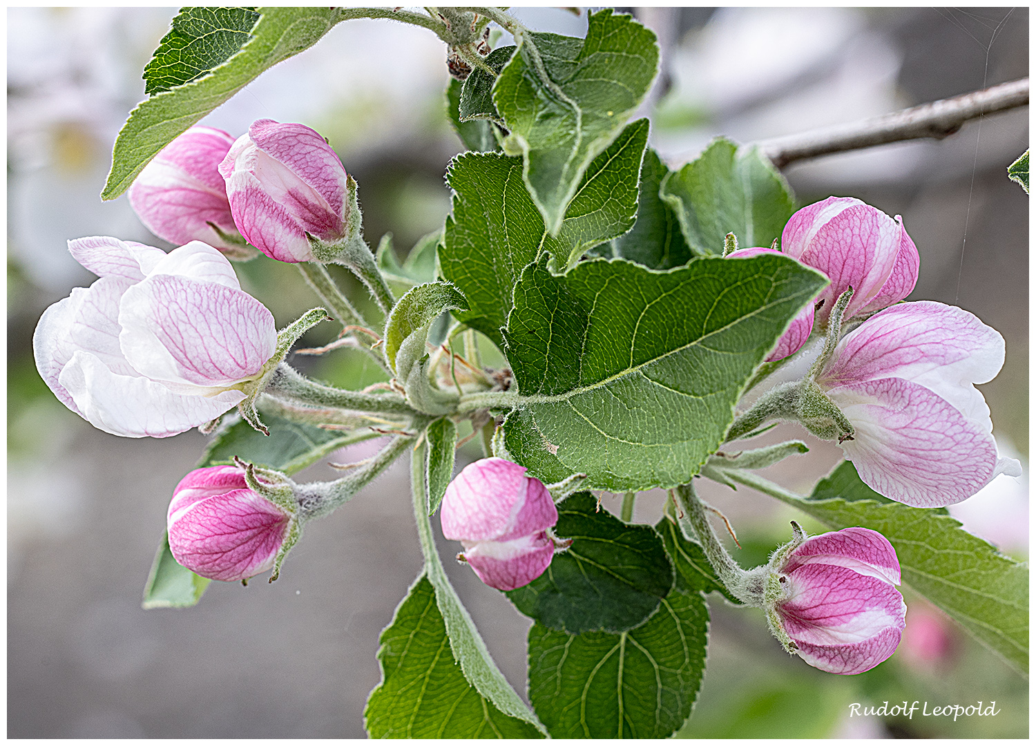 der Obstbaum beginnt zu blühen