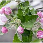 der Obstbaum beginnt zu blühen