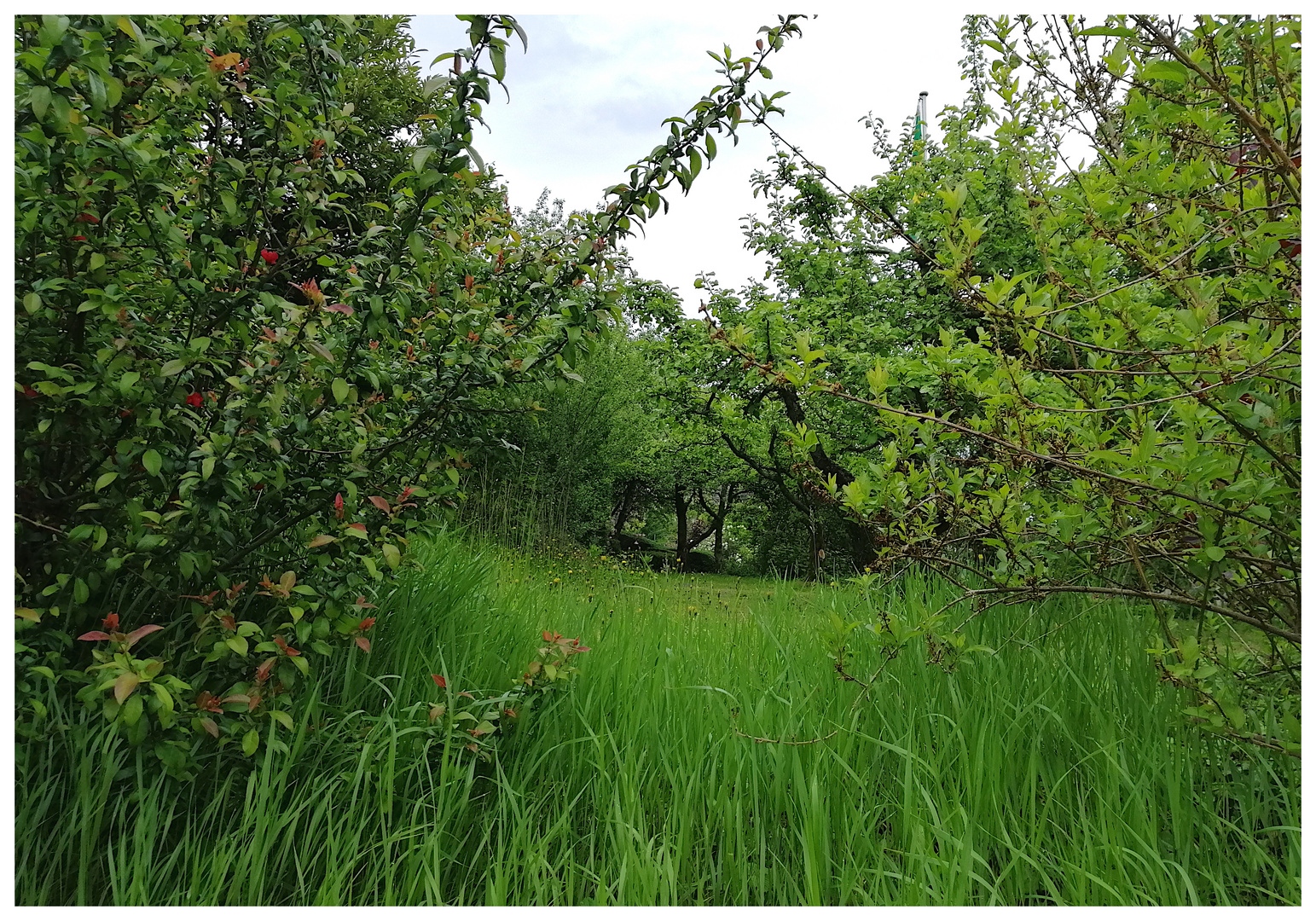 Der Obstgarten