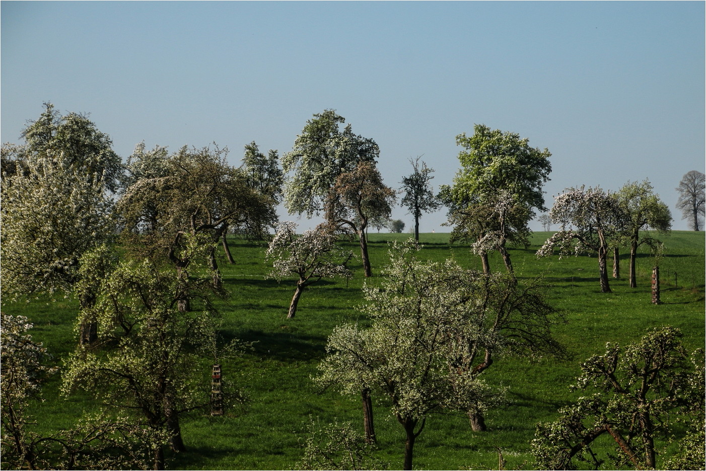 Der Obstgarten