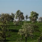 Der Obstgarten