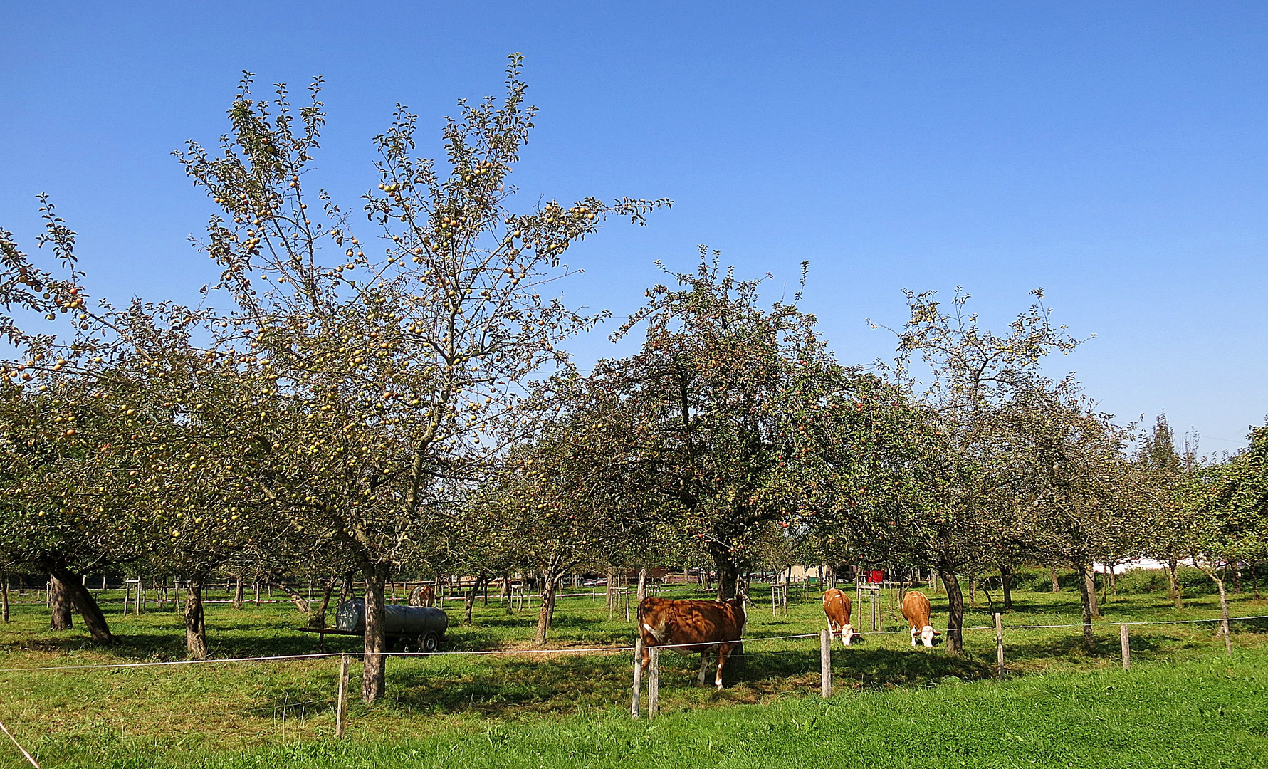 der obstgarten