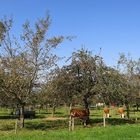 der obstgarten