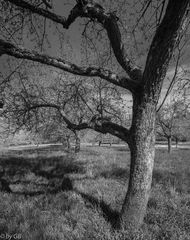 Der Obstgarten von Burg Fürsteneck