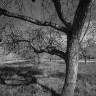 Der Obstgarten von Burg Fürsteneck