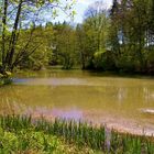 Der Ochsenweiher. Das letzte Bild.