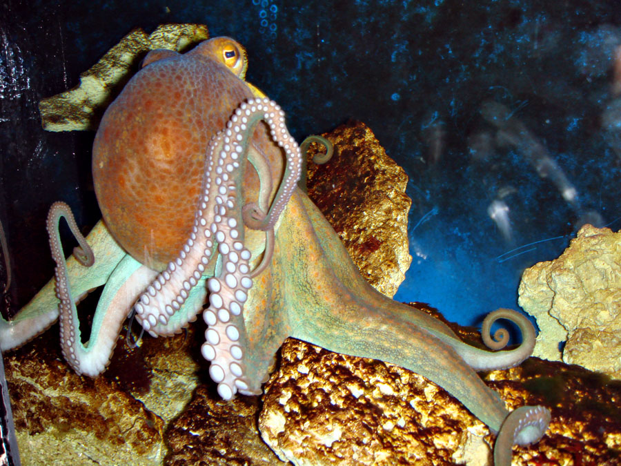 Der Octopus