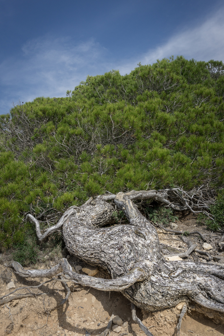 Der Octopus mit grünem Haaren